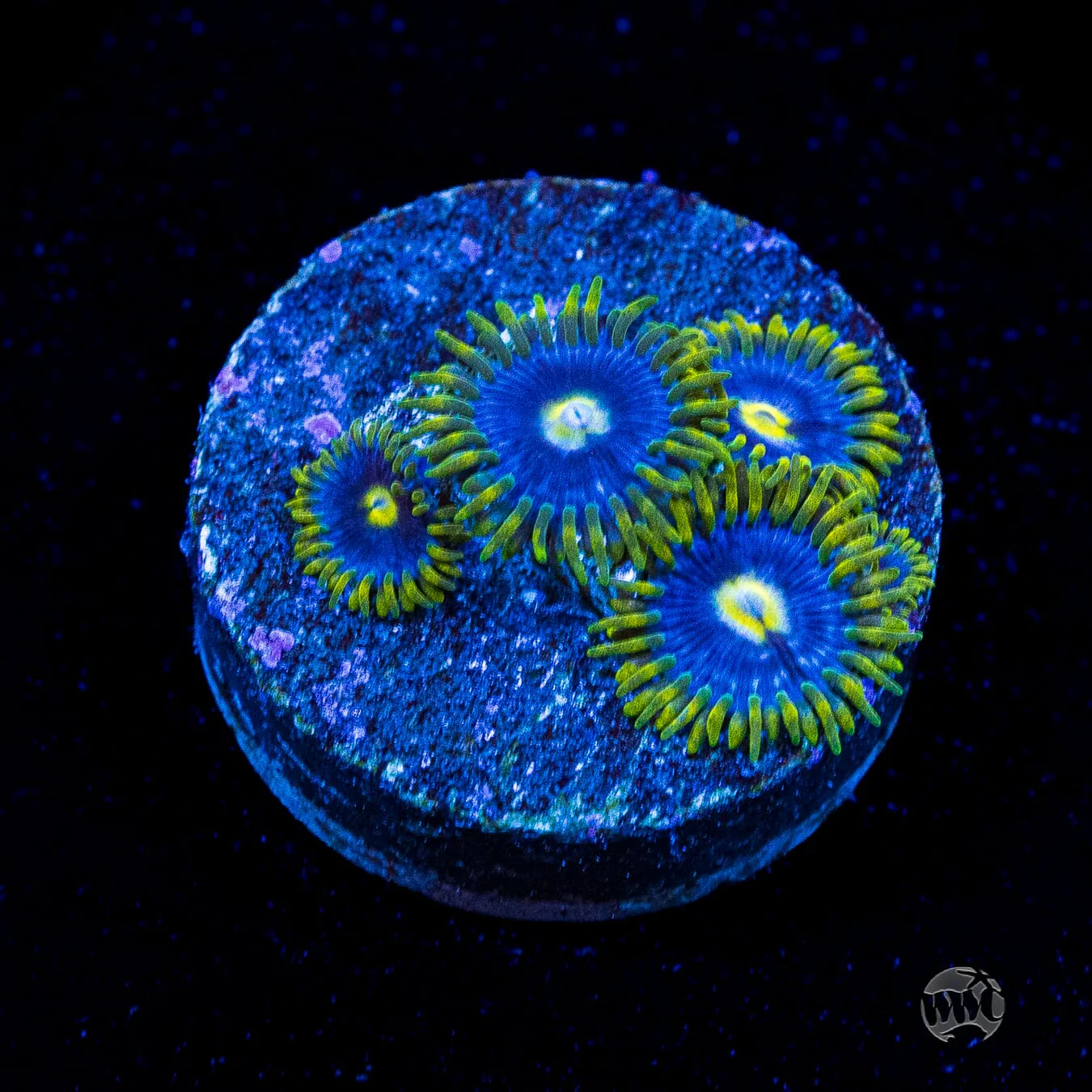 Sale Frag Collection