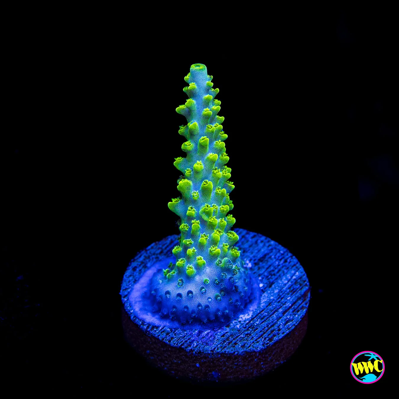 Online Sale Frag Collection